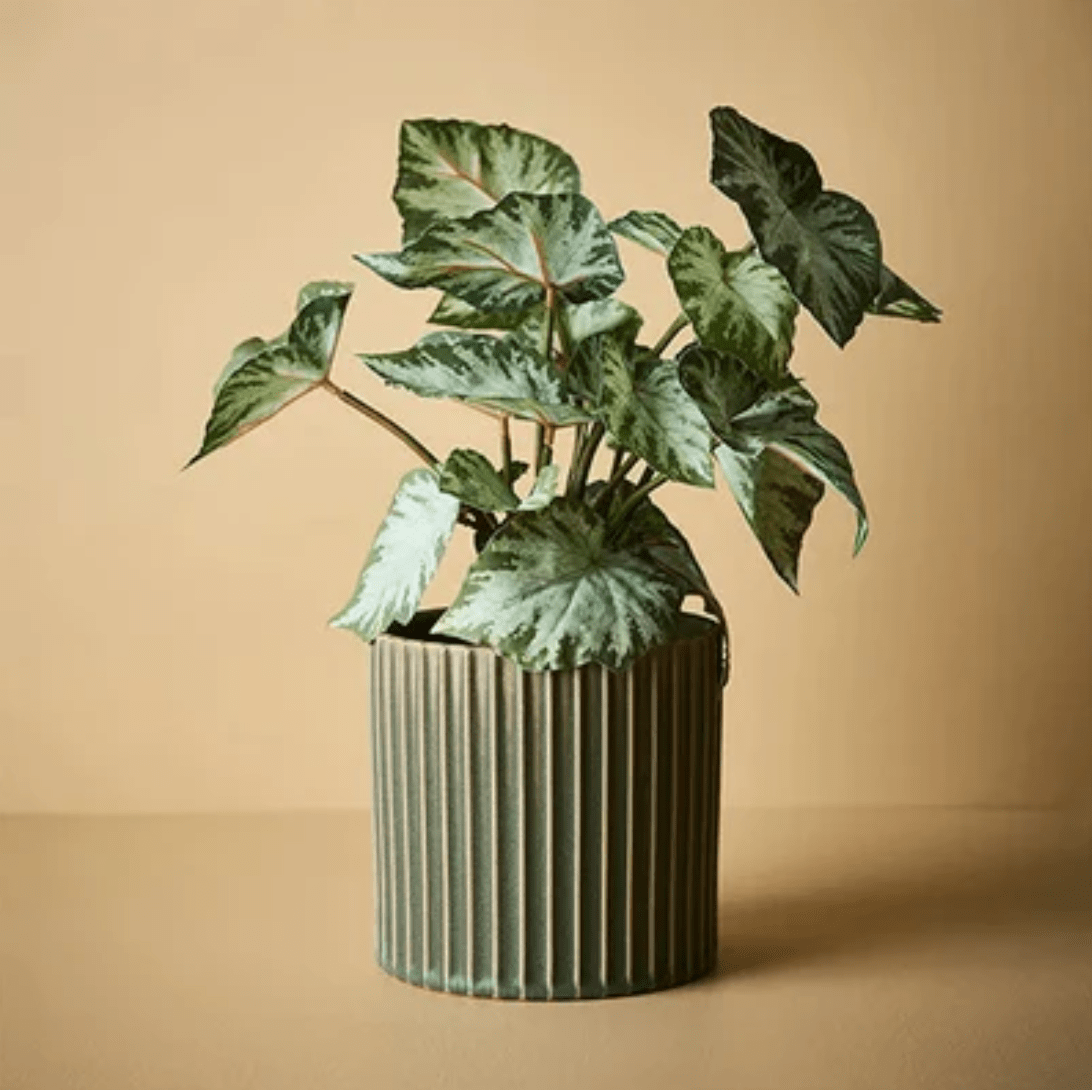 Fusini Pot - Forest Green House of Dudley