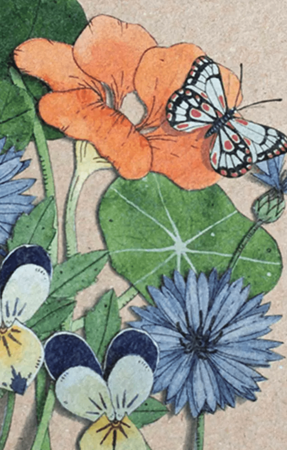 A Gift Tag - Culinary Flowers by Sow n Sow, featuring a drawing of flowers and a butterfly on a piece of paper.