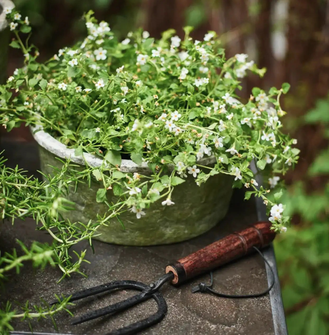 Evergreen Plant Pot