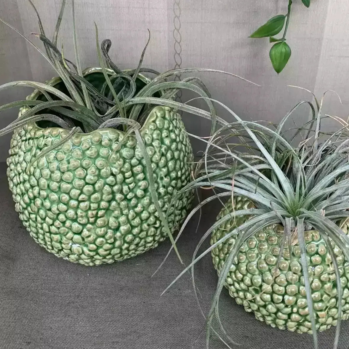 Two Lychee Vase - Green air plant pots on a table from Mediterranean Markets.