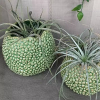 Thumbnail for Two Lychee Vase - Green air plant pots on a table from Mediterranean Markets.